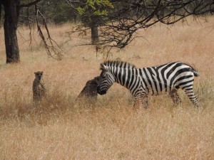 Zebra chasing off two Cheetah's